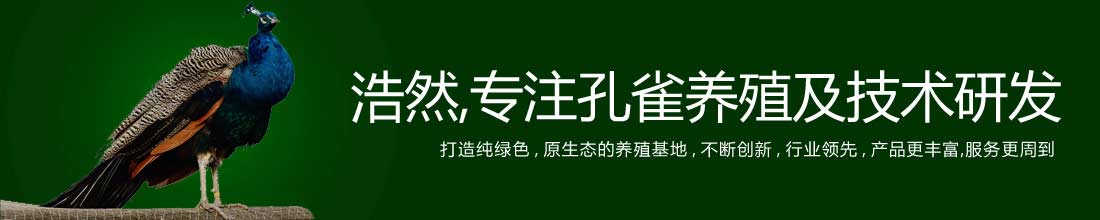 浩然,專注孔雀養(yǎng)殖及技術(shù)研發(fā)