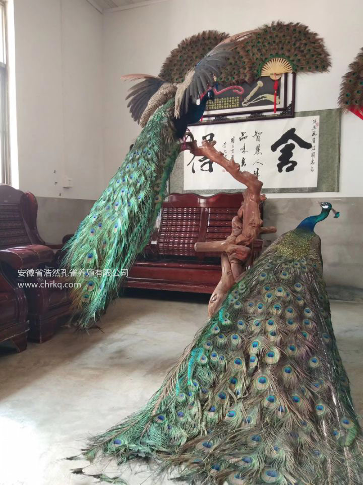 蕪湖浩然孔雀養(yǎng)殖