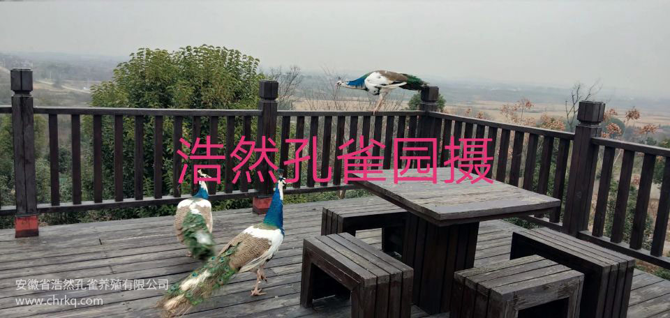 蕪湖浩然孔雀養(yǎng)殖