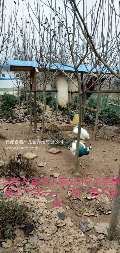 蕪湖浩然孔雀養(yǎng)殖